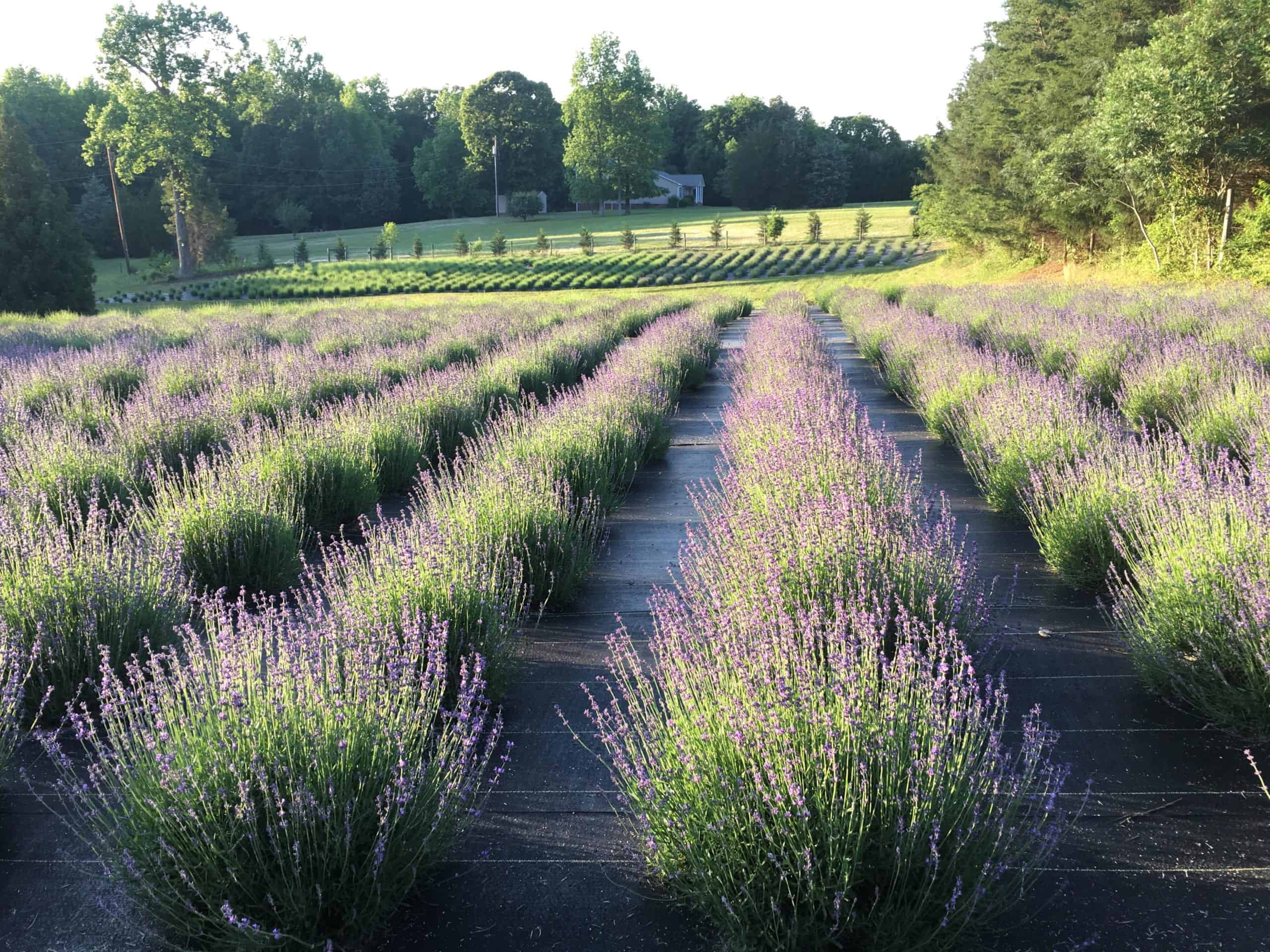 Carolina Lavender Farm